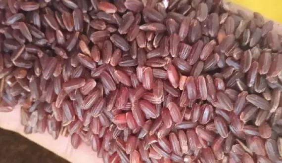 Exploring the Rich History of Kudavazhai Rice | Aram Iyarkai Best ...